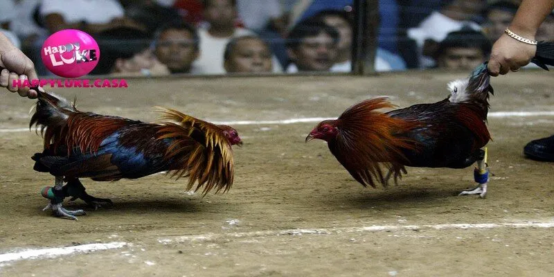 Giới thiệu về sảnh đá gà Happyluke